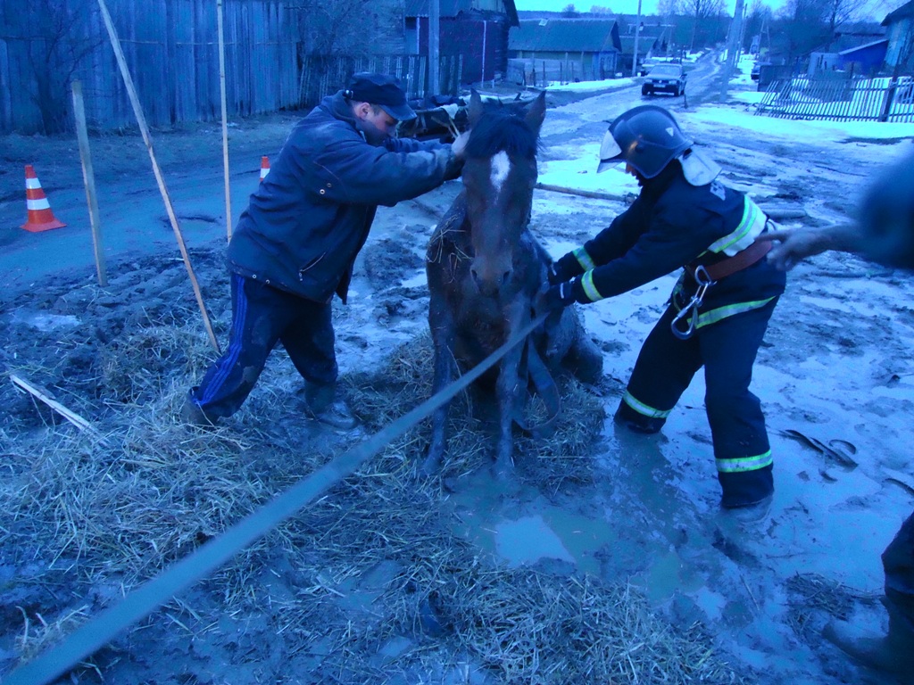 Извлечение лошади из ямы в Кормянском район