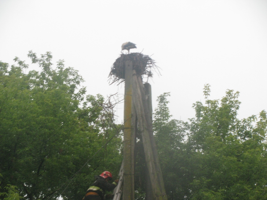 В Рогачеве спасатели помогли аистятам вернуться в гнездо 